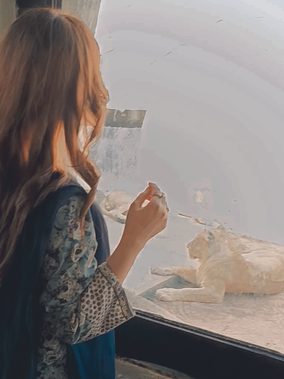 #zoo #lion #animals  #animallover  #nafisarajpoot 