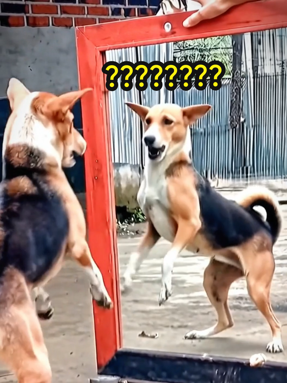 Dog Saw His ‘Twin’ and LOST IT 💀🤣#dog #pets #animals #fyp #creatorsearchinsights 