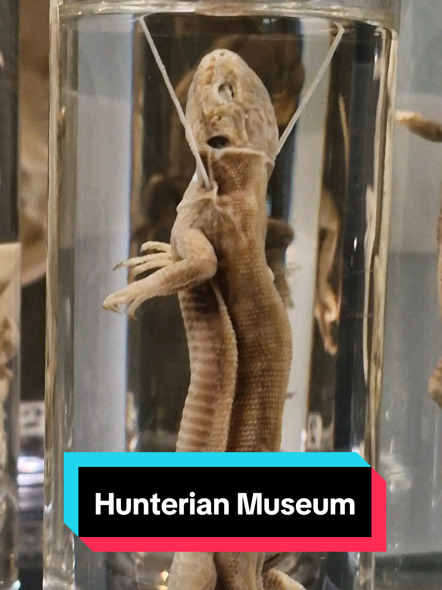 One of the most increible museums in London . . #london #londonhistory #londontourist #travelapps #hiddengemlondon 