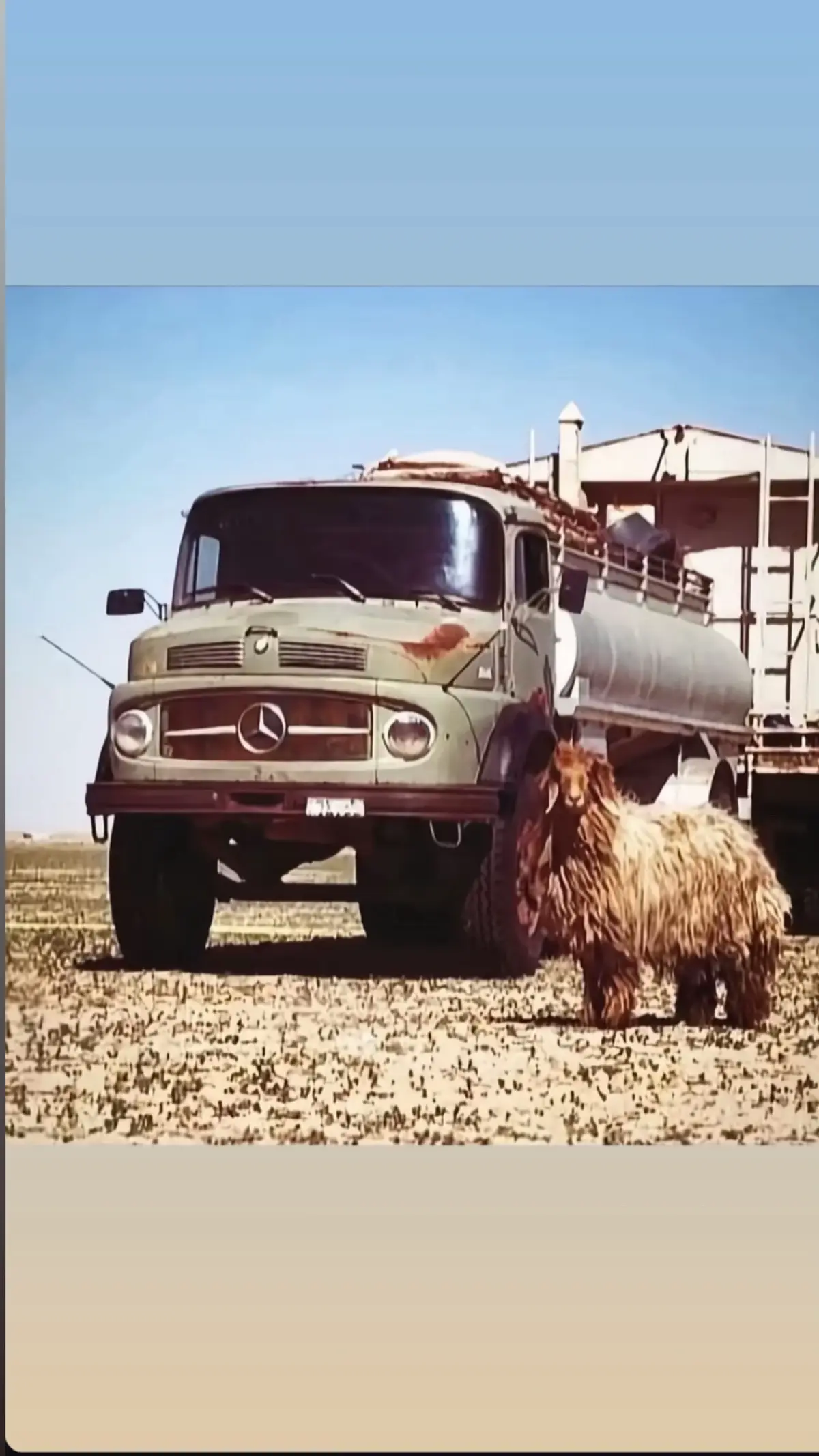 #ترند #الوفره_تجمعنا #اكسلبور #الجواخير_المزارع_الكمعه_ام_حجول_الفوس💔 #اكسلبورر_explore 