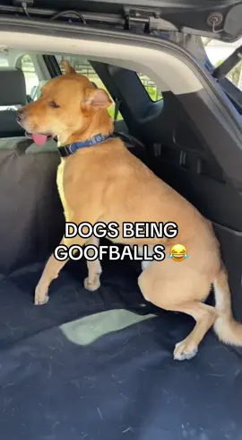 Why are they so funny?! 😂😂 #dog #dogs #funnydog #dogtok #funnyanimals 