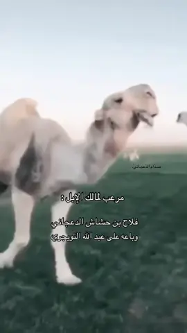 #الدعاجين #الاد_مفلح #عتيبه_الهيلا #الدعاجين_هل_التاريخ_والفعل #الفحول_المنتجه 