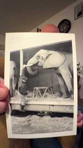 Bilippe le dresseur d’éléphant #elephant #dresseur #cirque #valenciennes 