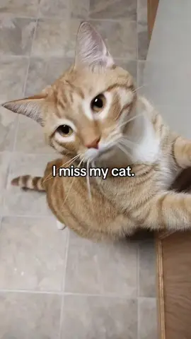 it's almost been a month since he suddenly died, and despite keeping myself distracted with all my ships and ocs. I don't believe a day has passed that I haven't cried. he wasnt even 2 yet.  #imissmycat 