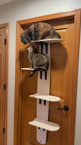 Have you ever seen a cat tree that hangs on a door? My cats are obsessed! 🔗in my bi0⤴️ #catsoftiktok #catmom #catlover #cattok #amazonpets 