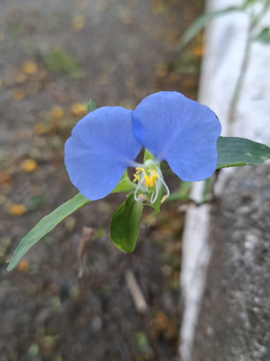 É só uma florzinha de mato #flordemato #floressilvestres #natureza #nature #natureza #SimplesAssim #TikTokNatureza #PoemaVisual 