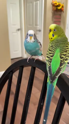 #budgie #parakeet #budgielife #parrotmama #petbird