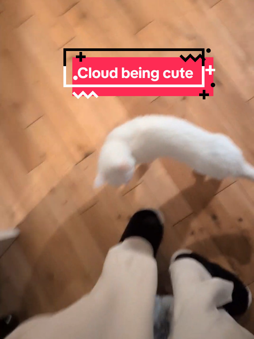 Moving into the new house has been so stressful for him, but nearly 3 weeks in he's finally coming out of his shell💓💓  #newhome #cat #cats 