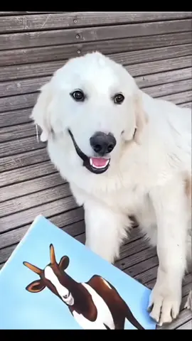 Sammy painting pics of his friend Gemma. #fyp #pyrenees #parody #funny #ranchlife 