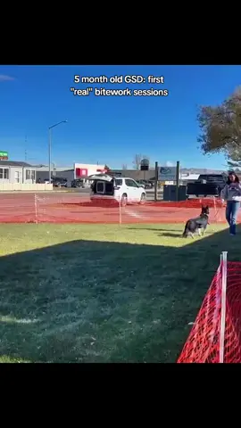 Apollo's first and second REAL puppy bitework sessions at club.   He's never been on a leash for prey building, only off leash with me and a flirt pole playing around, with no real structure and a helper for actual bite development. He's also never been to this place before and there were lots of new smells, noises, dogs, and people.  He has so much prey and possession! the only time I use a leash is a slip lead for OB work, and he is actually super sensitive to the pressure and so I had zero expectations that he'd be pulling into the leash so hard and figure out the game as quickly as he did. I love this little puppy and can't wait to see him doing more cool things. He's still officially for sale but gosh if I'm not tempted to keep him.  #germanshepherd #gsd #bitework #dogsports #protectiondog 