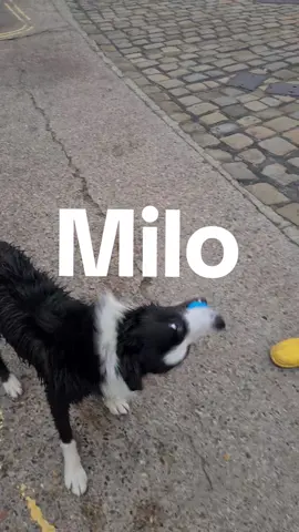 Milo AKA FetchKing