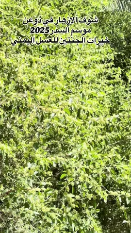 #خيرات_الجنتين_للعسل_اليمن #اليمن_صنعاء_تعز_اب_ذمار_عدن_وطن_واحد #اليمن #الاردن_فلسطين_العراق_سوريا #امريكا 