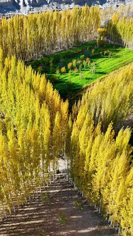 khashal agri tourism park ghowari❤️👌👌 #autumn #autumnvibes #skardu #fyp #fyp #liness #views #water #mountain #skoon 