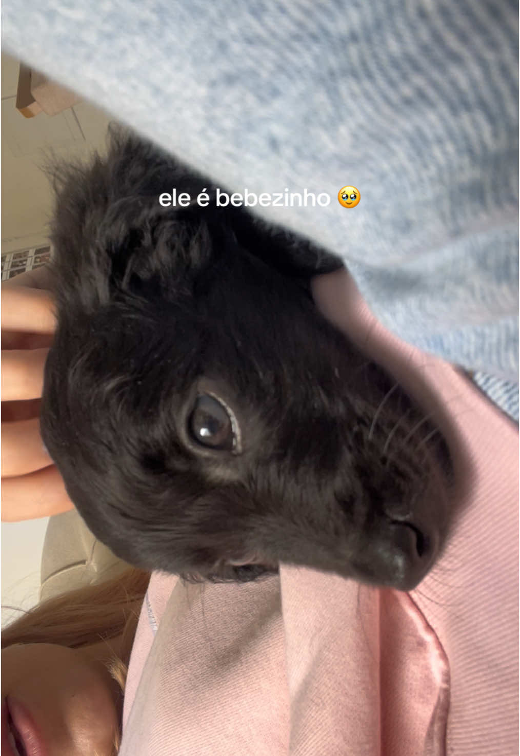 processo de adaptação do bebezinho 🥹🥹 #filhote #adocaoresponsavel 