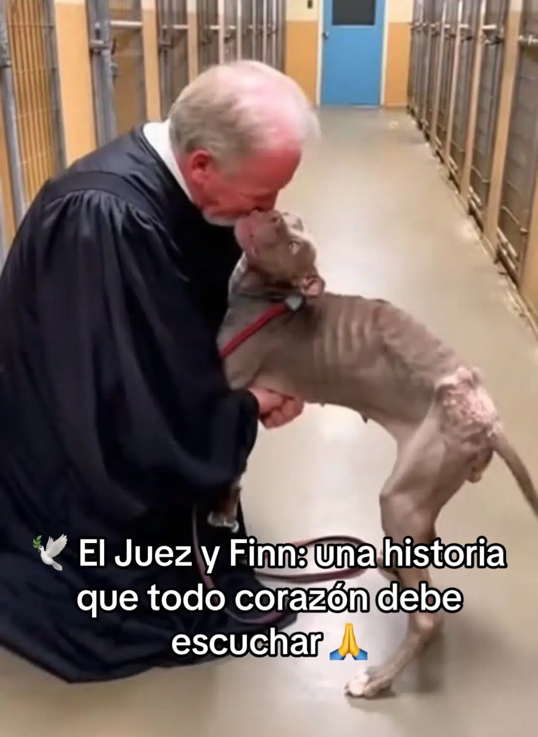 Acababa de dictar sentencia en uno de los casos más crueles de maltrato animal que había visto en su vida. Pero el juez no podía regresar a su oficina. No aún. Había una víctima que no estuvo presente en el tribunal… y él necesitaba verla. Durante treinta años en los tribunales, el juez Martín Wallace se había enfrentado a todo tipo de delitos. Nada lo quebraba. Hasta el caso de Finn. Finn era un perro encontrado encadenado en un apartamento vacío, sin comida ni agua. Esperó semanas, solo, hasta que el silencio se hizo tan pesado que los vecinos sintieron el olor del abandono. Cuando las imágenes de su cuerpo demacrado llegaron al tribunal, el juez no pudo dormir por noches enteras. Ese día, con voz firme, condenó al responsable a la pena máxima. Pero al golpear su mazo, no sintió triunfo. Sintió tristeza. El tipo de tristeza que deja un hueco en el alma. Sin quitarse la toga, condujo hasta el refugio donde Finn luchaba por su vida. La veterinaria lo detuvo: —“Su Señoría, él tiene miedo de todo. No responde… no confía en nadie.” El juez entró, se arrodilló frente a la jaula y susurró: —“Hola, amigo… soy el que escuchó tu historia.” Finn levantó la cabeza lentamente. Avanzó temblando, hueso sobre hueso, y apoyó su cuerpo frágil sobre las piernas del juez. Por primera vez en mucho tiempo, alguien lo abrazó. Y el juez, el hombre más duro del tribunal, lloró sin vergüenza alguna. Lloró por todos los animales que sufren en silencio. Lloró por no haber llegado antes. Semanas después, Finn sanó. Recuperó fuerzas, brillo y esperanza. El día que estuvo listo para ser adoptado, había decenas de solicitudes. Pero todos sabían quién sería su verdadero hogar. Finn salió caminando junto al juez Wallace, rumbo a una nueva vida. 🐾 Si alguna vez piensas levantar la mano contra un animal… recuerda a Finn. Él no habló, pero su silencio gritó más fuerte que cualquier voz. El maltrato no demuestra fuerza, demuestra vacío. Y el amor, como el del juez Wallace, es lo único capaz de cambiar una historia. Busque la veracidad de este escrito o novela pero no encontré su escrito original pero lo más importante es que llegue el mensaje a corazón de todos y creeemos conciencia. 🇵🇷 Recuerda: en Puerto Rico existe la Ley 154 de Protección y Bienestar de los Animales. Tú eres la voz y los ojos de cada ser con vida. Si presencias cualquier acto de maltrato o negligencia, repórtalo a la Policía de Puerto Rico al 787-343-2020. Ellos cuentan con coordinadores de la Ley 154 para ayudar a cualquier agente a atender cada caso, ofrecer orientación y radicar cargos cuando sea necesario. Juntos podemos lograr más. Y nunca olvides: 💡 La mejor herramienta en la vida es la educación. Desde nuestros hogares, escuelas, comunidades y trabajos, cada uno puede aportar su granito para construir una sociedad más compasiva y consciente. Remi Martín Compromiso Social – Por el Bienestar Animal de Puerto Rico 🐾🇵🇷 #perros 
