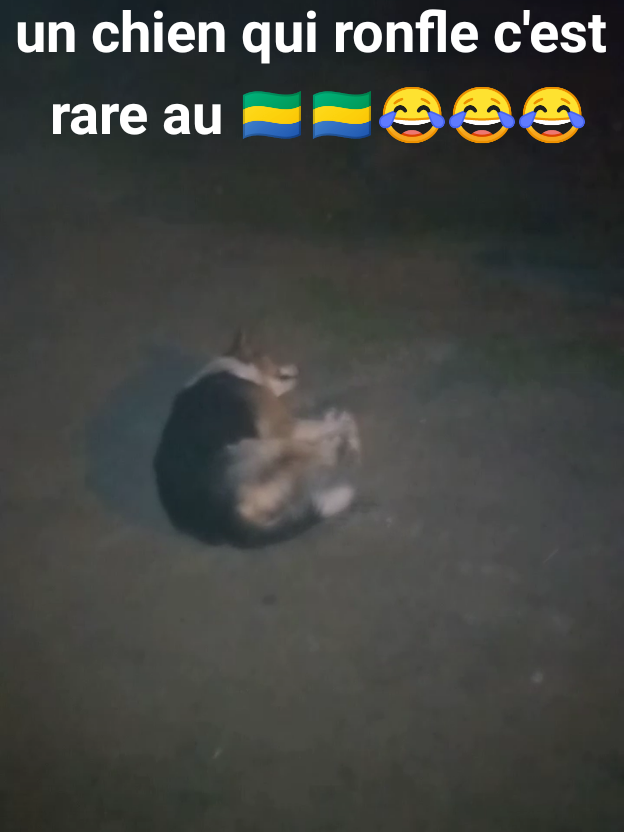 ##le seule chien qui ronfle au Gabon ##😂😂😂😂😂😂😂😂??