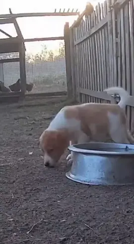 Cachorro salva filhote de onça! #vidanaroca #rocaafazenda #mundoanimal #trendingvideo 