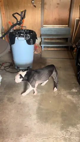 #bluenosestaffy ##bulenosebully #apbt #staffylover #benjiboythepitty 