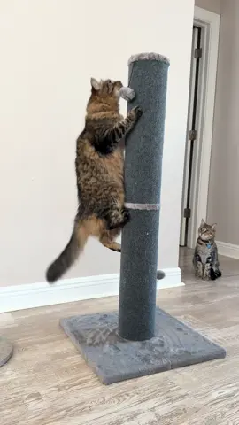 This Cat Scratch Post is AMAZING!!! 😻 #fyp #cat #tiktokshop #catsoftiktok #cattok 