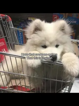 PHAINON WORLD DOMIMATION #phainon #phainonhsr #fyp #HonkaiStarRail #dontflop 