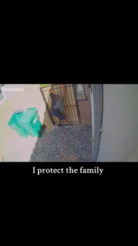 Some random man let himself into my backyard and my dogs did their job until mamma got there. Edit to add: no he was not homeless #protectiondog #protectthefamily 