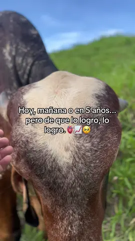 Amén🫀📈🫡#vaquero #vidaderancho #sueñosymetas #ganadero #ranchito 