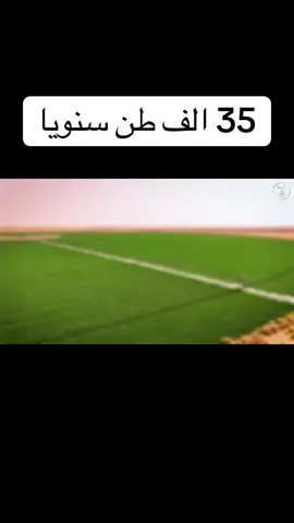 إنتاج وفير لمحصول البصل باستخدام أحدث التقنيات الزراعية، في تجربة ناجحة لأحد المزارعين السعوديين في #وادي_الدواسر، حيث بلغ حجم الإنتاج نحو 35 ألف طن سنويًا.  A bountiful onion harvest achieved using the latest agricultural technologies, in a successful experiment by a Saudi farmer in Wadi Al-Dawasir, with an annual production  reaching 35,000 tons. #مزرعة #مزارع #مزارع_السعودية #fyp 