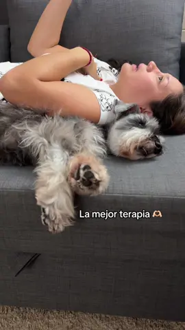 🤭🫣 #schnauzermini #chimueloalessandro #fyp #perrosdetiktok #comedia 