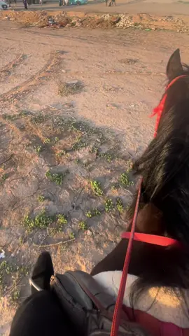 ياطير يامسافر له وصل له هذا الكلام ميت حبيبك قله والليل ابد ماينام #خيل_عربي_اصيل🐎🐎 #خيل_وخياله🐎 #الشعب_الصيني_ماله_حل😂😂 #foryou 