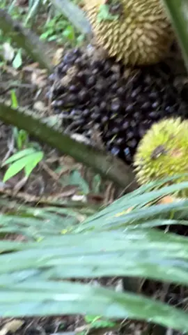 absen dulu yang didaerahnya lagi musim durian #petanisawit #sawit #sawitkalimantan 