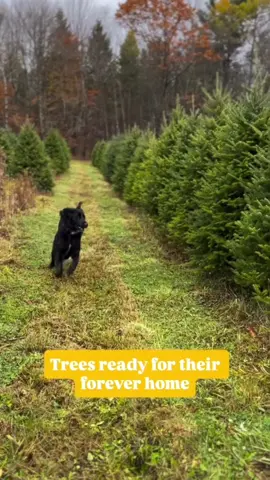 We are just 19 days away from opening! Which tree will you choose 👀  #farmdog #farmfreshchristmastrees #cutyourownchristmastree #christmastreefarm #oneontanewyork
