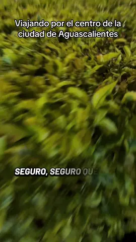 Mira lo que me encontré viajando por el centro de la ciudad de Aguascalientes, video único y repetible de nosotros para nosotros viva Aguascalientes.#aguascalientes #segrleal🌹 #emocionags #charlesgomez5 #viajandoxlaciudad 