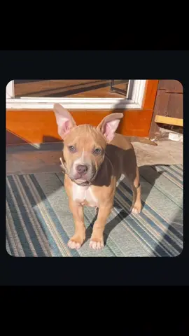 #scrappy #fyp #dogsoftiktok 