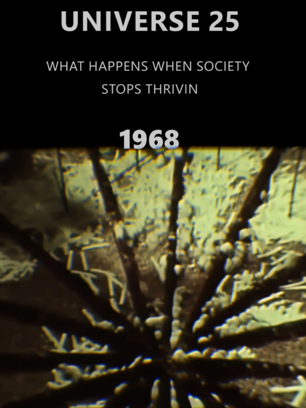 Universe 25: Trap of too much comfort #fyp #shortstory #History #universe25 #interesting