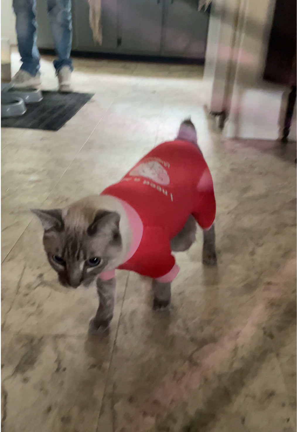 #fyp #catsoftiktok #catlover #funnyvideos #cat 