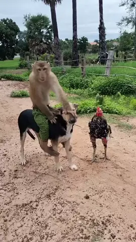 Great Job Best SokYaa, OG, Pao & Mom Are Famous Around The World #shorts #anime #trend #edit 