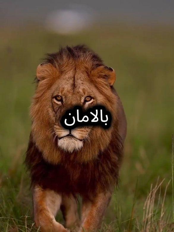 الغربة هي طريق طويل  #اقتباسات_عبارات_خواطر #خواطر #اقتباسات #عبارات #عباراتكم_الفخمه📿📌 