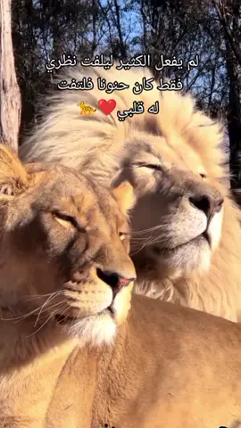 على مودك كتبت على الحياطين اعوف الدنيا كلها