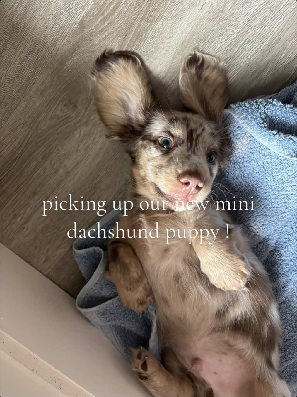 welcome home mowgli 🥹  #puppy #newpuppy #dachshund #dachshundpuppy #dachshundpuppies 