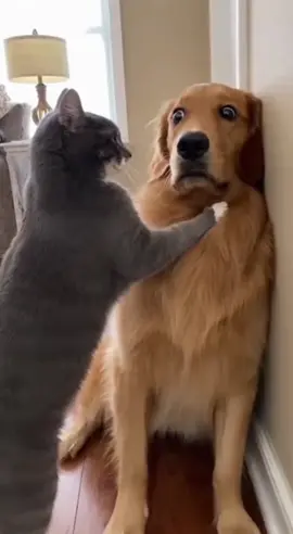 يعلم الله معمل من جريمه،🤣🤦 #ضحك_من_قلبك_مع_صادق_العودي🤣 #تعليق_صادق_العودي #الشعب_الصيني_ماله_حل😂😂 