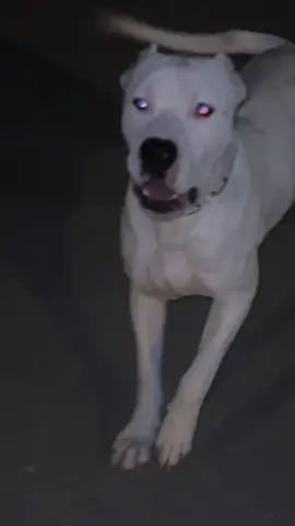 👻 #dogoargentino #dogoftiktok #dogoargentinopower #dog 