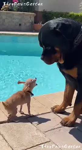 The Chihuahua Barked at the Rottweiler… Then Fell in the Water 🐶😤➡️😱💦 😂 100% AI video for fun & laughs! Every scene is digitally created — no real animals, babies, or people. 🐾 Enjoy and share! 🚫 No reuploads. #AIreel #AIfunny #AIanimals #AIfun #CreativeAI 