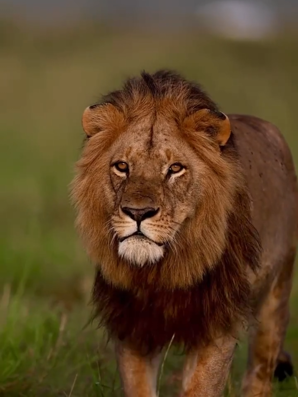 اكبر خطأ ارتكبته في حياتي أنني فتحت قلبي لأناس كانو يتمنون معرفة إسمي  #عبارات #اقتباسات #خواطر #اقتباسات_عبارات_خواطر #تصميم_فيديوهات🎶🎤🎬 