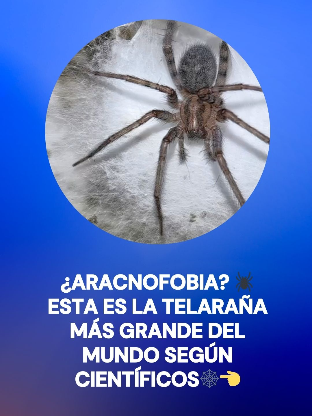 ¿Aracnofobia? 🕷 Esta es la telaraña más grande del mundo según científicos. 🕸👈 El hallazgo fue publicado en la revista Subterranean Biology y dejó a todos con la boca abierta: dos especies distintas de arañas conviven en una gigantesca “megaciudad” arácnida dentro de la llamada Sulfur Cave. 😰 #FórmulaNoticias #TikTokInforma #araña #aracnofobia #cueva