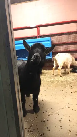 We all know someone …  #goats #pettingzoo #kids #festivaloflights  @Cincinnati Zoo 