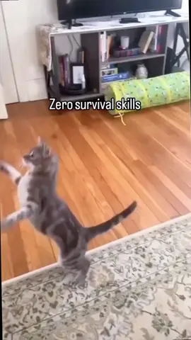 funnycats😂😂😂#funnycat #cutecat #funnyvideos #viral_video 