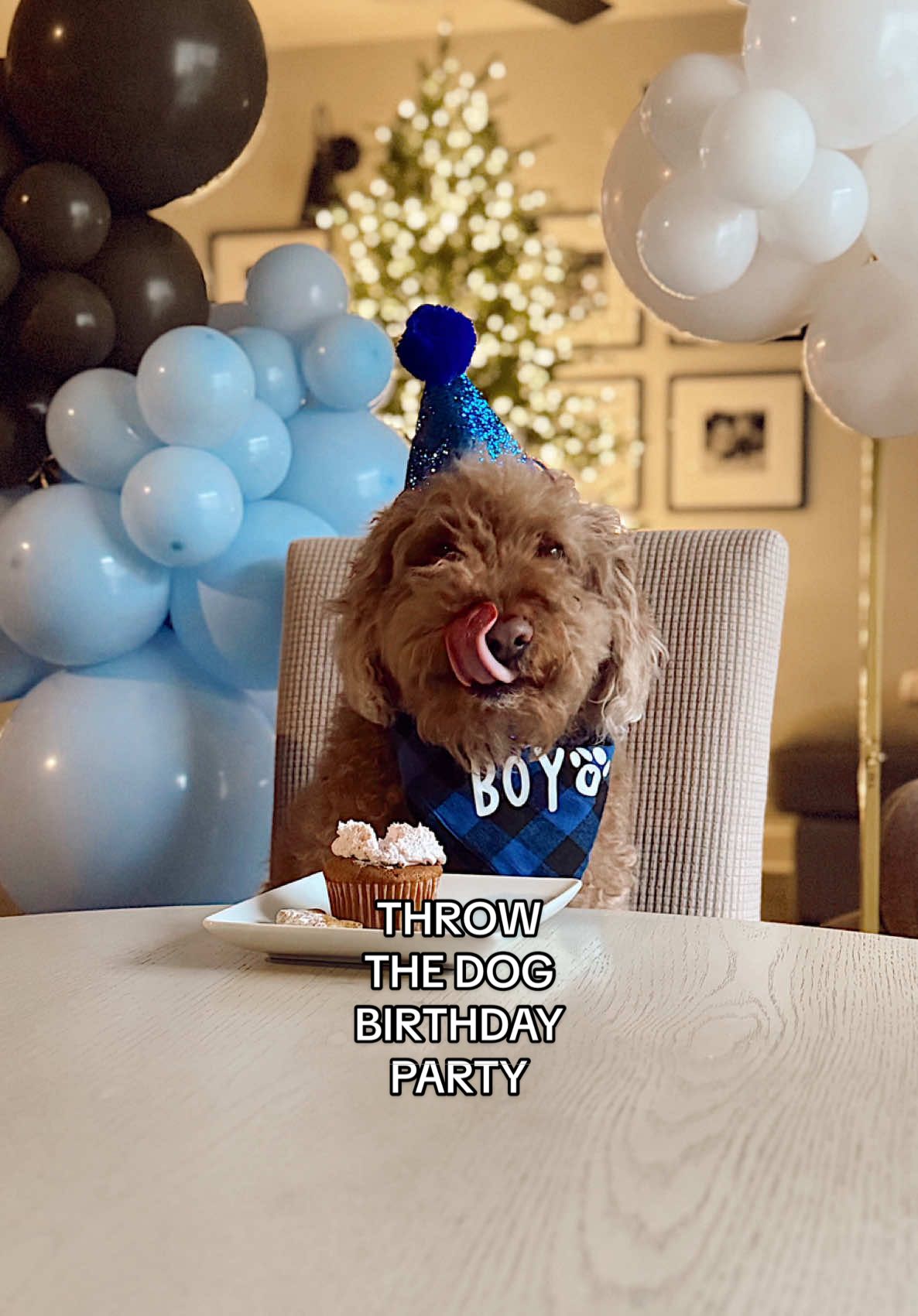 Let this be your sign to throw the dog birthday party 🥺 #dogbirthday #goldendoodle #doodles #dogmoms #dogloverforever 