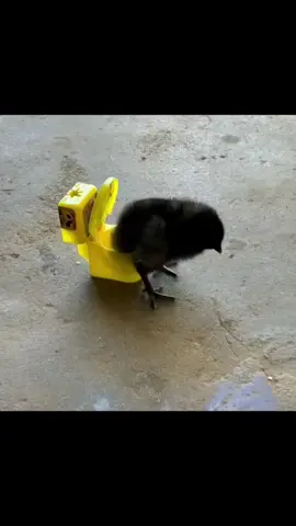 #buenfinentiktokshop #blackfridayentiktokshop #catrinachallengetiktokshop 