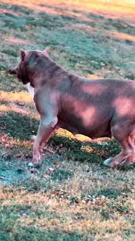 #femalebully #xlbullypups #extremebullies #pregnantmama 