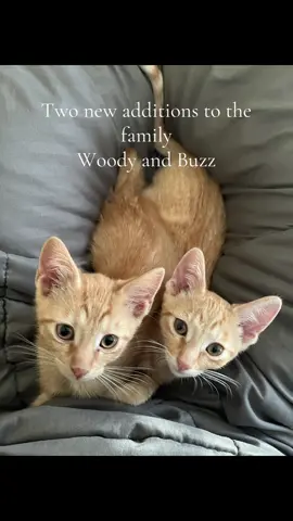 #kittensoftiktok #new #cute#family #PetsOfTikTok  
